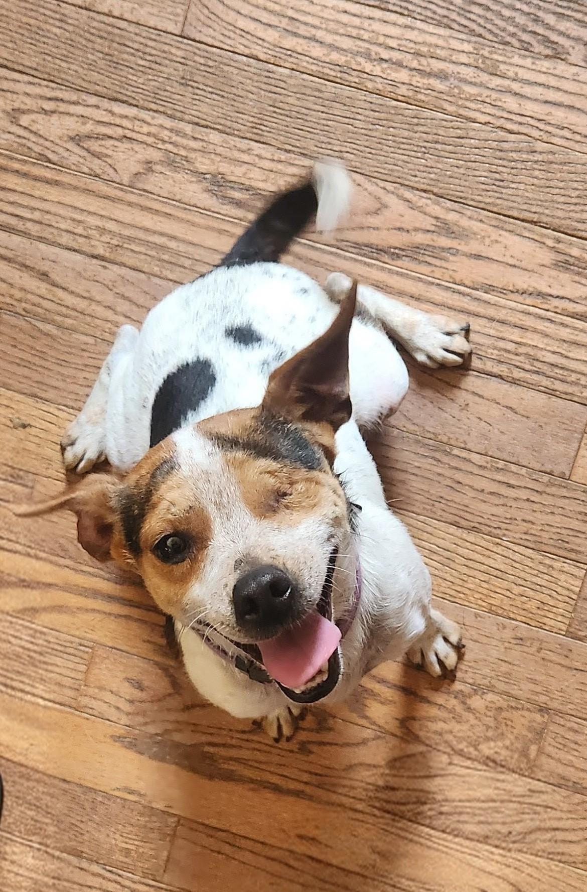 FELIX ALISTAIR, Adoptable, Adult Male Beagle & Mixed Breed.