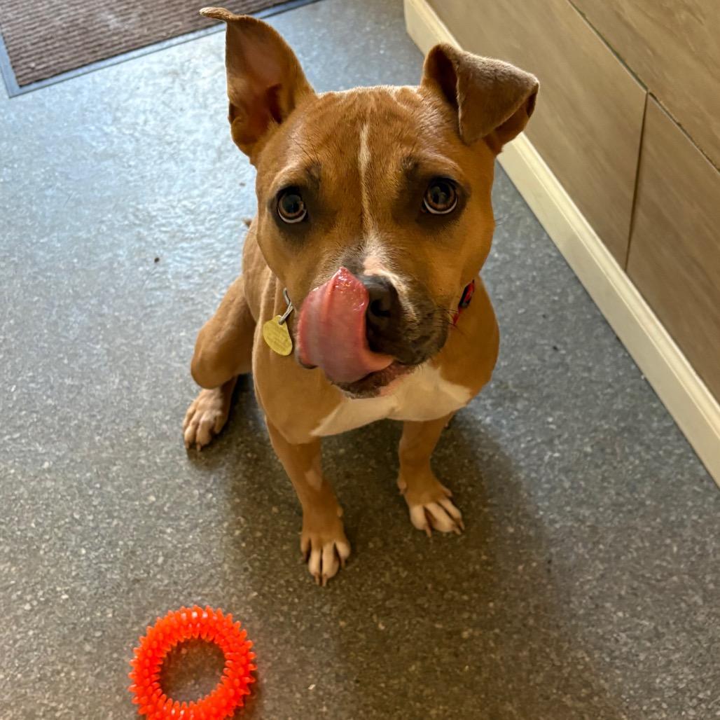 Kalli, Adoptable, Young Female Pit Bull Terrier & Mixed Breed.