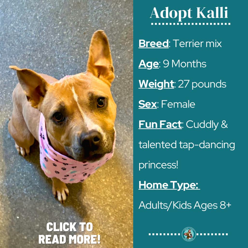 Enlarge Kalli, a Adoptable mixed breed in Metamora, MI image 2/6