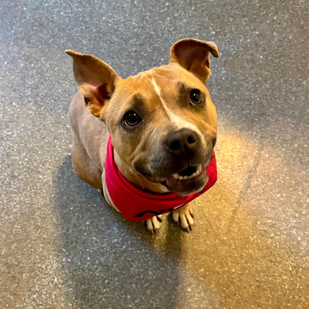 Enlarge Kalli, a Adoptable mixed breed in Metamora, MI image 3/6