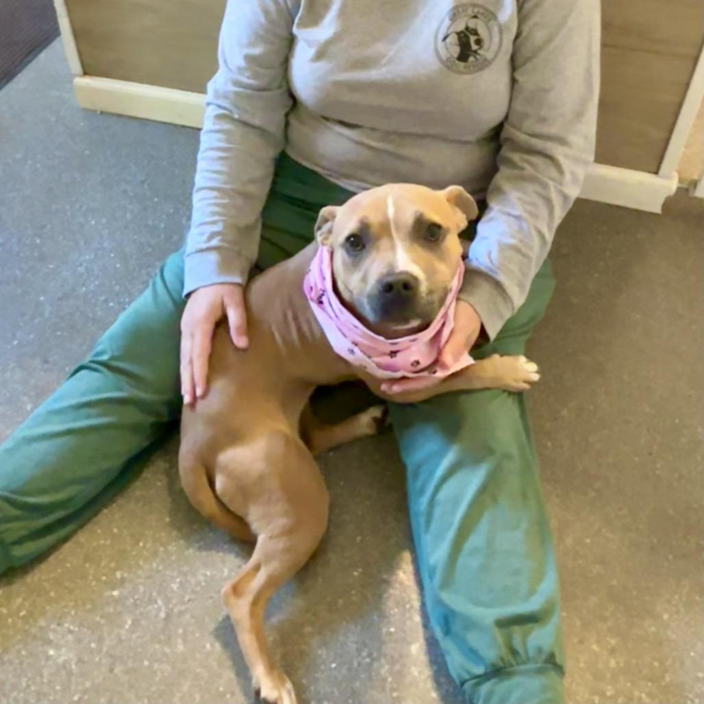Enlarge Kalli, a Adoptable mixed breed in Metamora, MI image 4/6