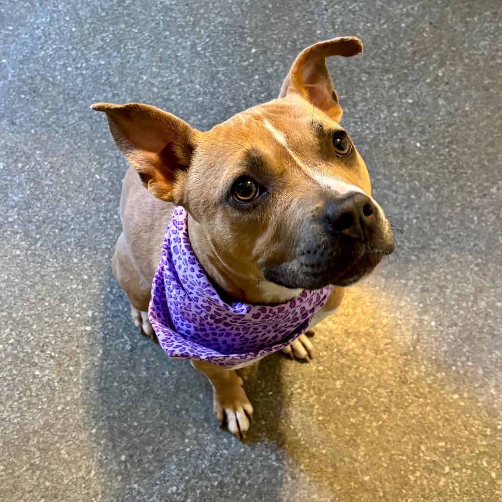 Enlarge Kalli, a Adoptable mixed breed in Metamora, MI image 5/6