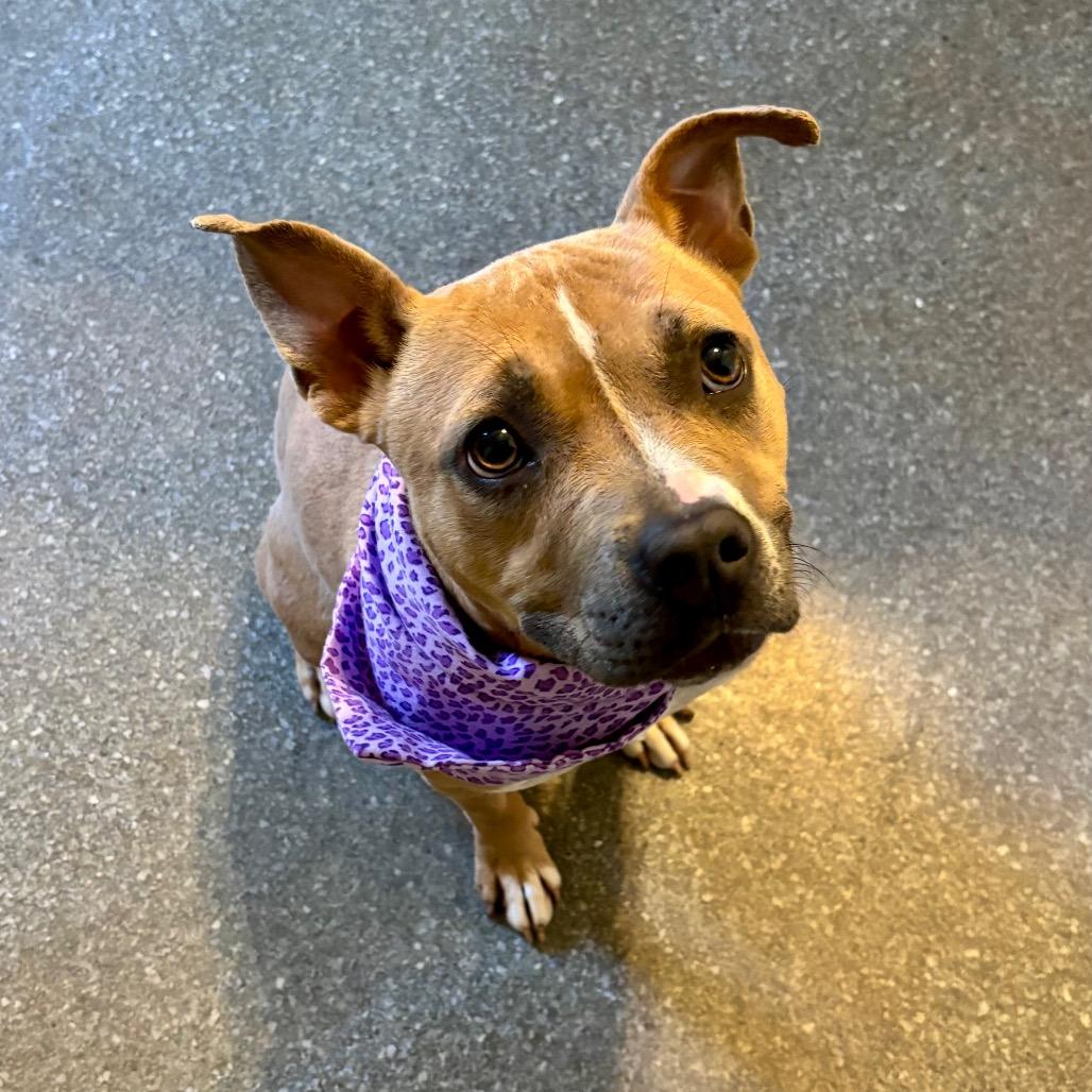 Enlarge Kalli, a Adoptable mixed breed in Metamora, MI image 6/6
