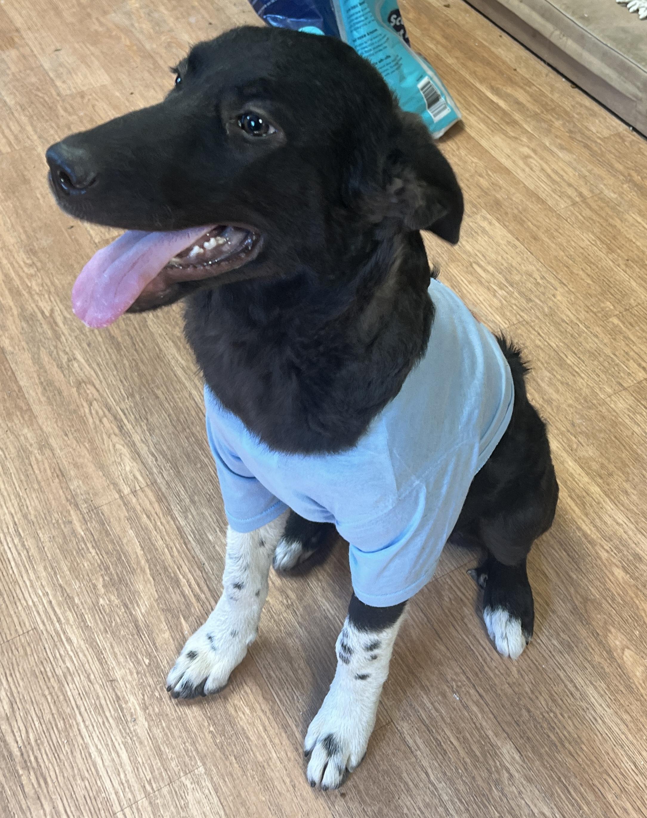 Sweet Pea, Adoptable, Puppy Female Border Collie.