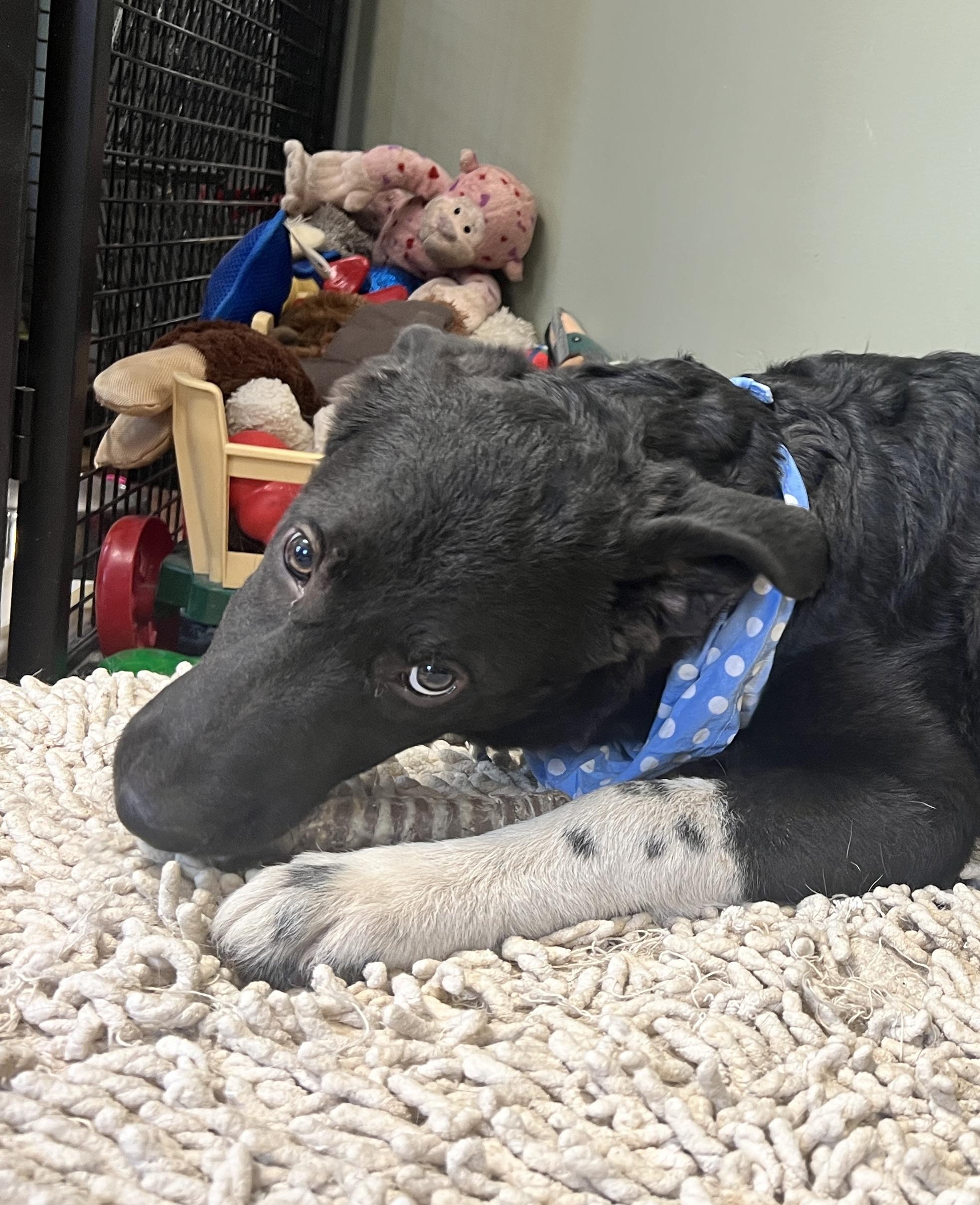 Enlarge Sweet Pea, a Adoptable mixed breed in Yellville, AR image 2/6