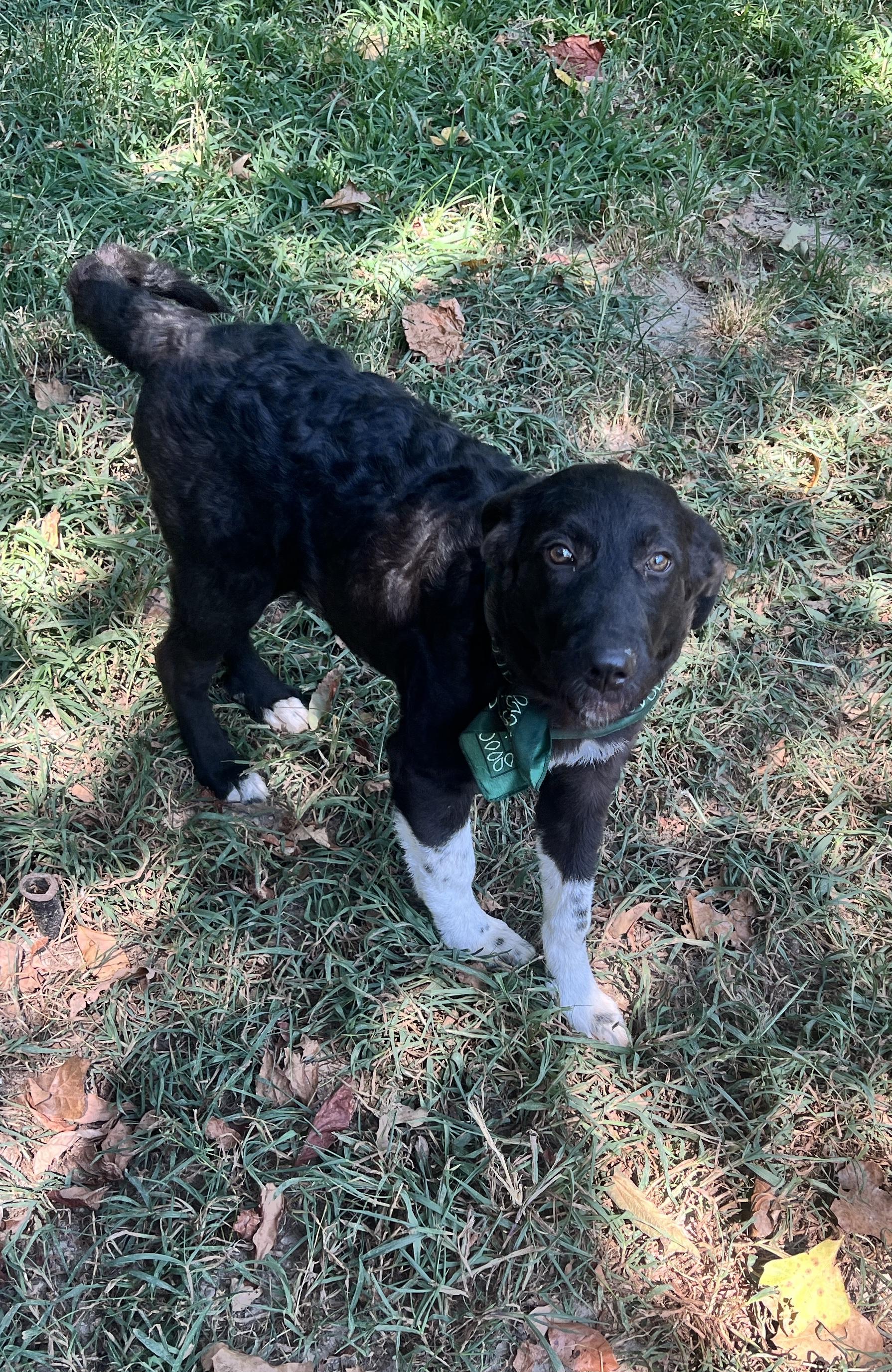 Enlarge Sweet Pea, a Adoptable mixed breed in Yellville, AR image 3/6
