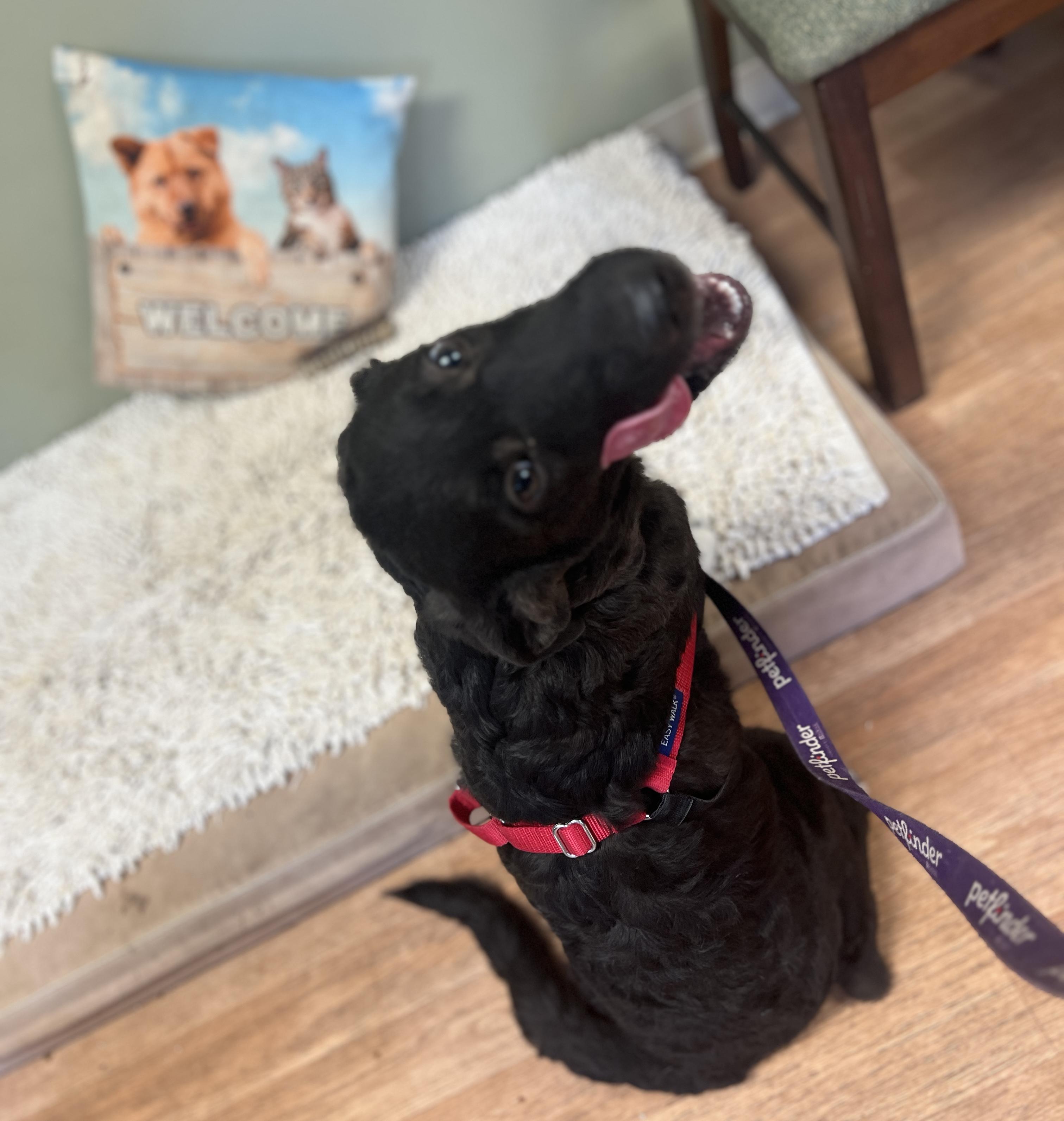 Enlarge Sweet Pea, a Adoptable mixed breed in Yellville, AR image 4/6