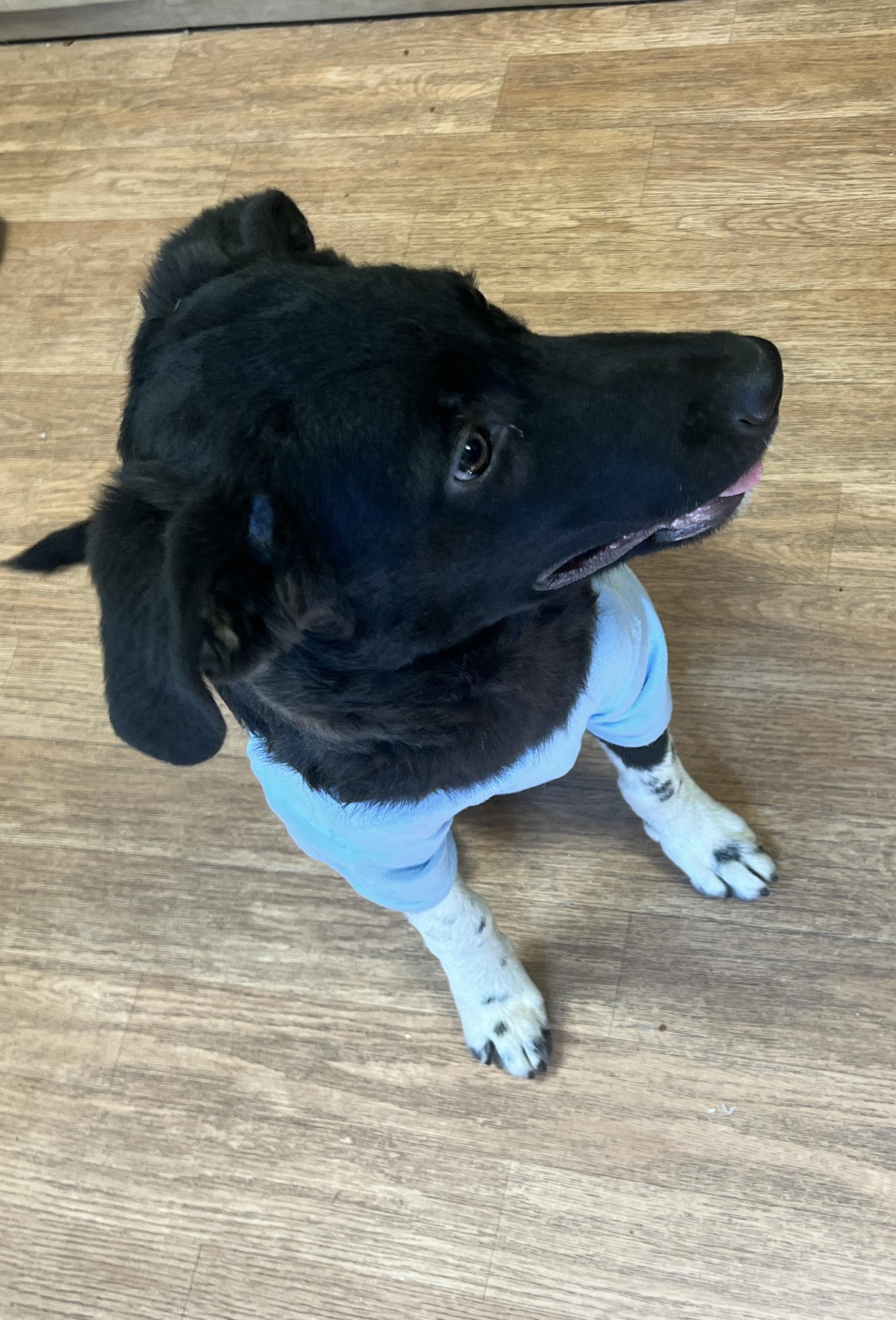 Enlarge Sweet Pea, a Adoptable mixed breed in Yellville, AR image 5/6