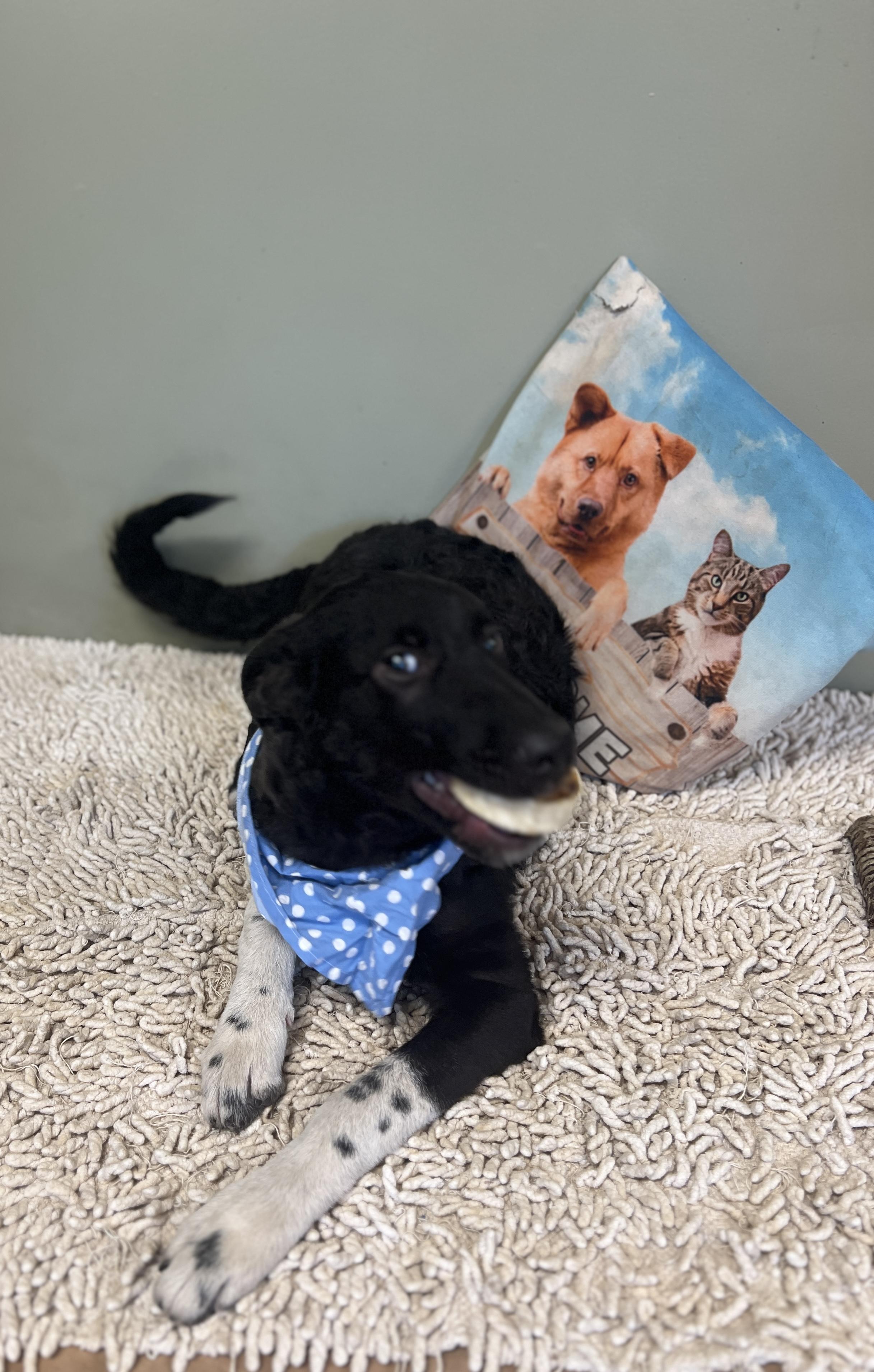 Enlarge Sweet Pea, a Adoptable mixed breed in Yellville, AR image 6/6