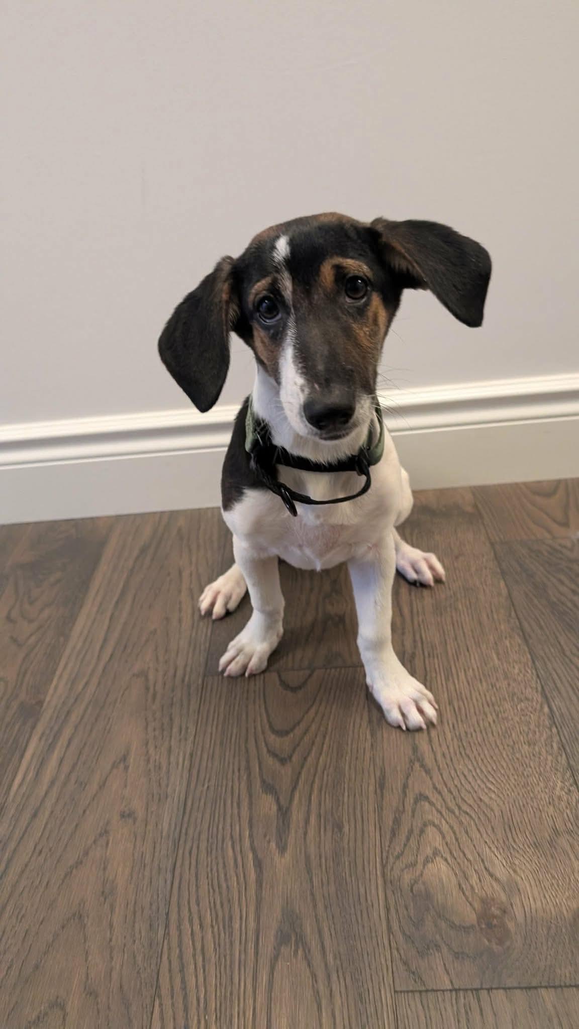 Little, adopted, Puppy Female Mixed Breed.