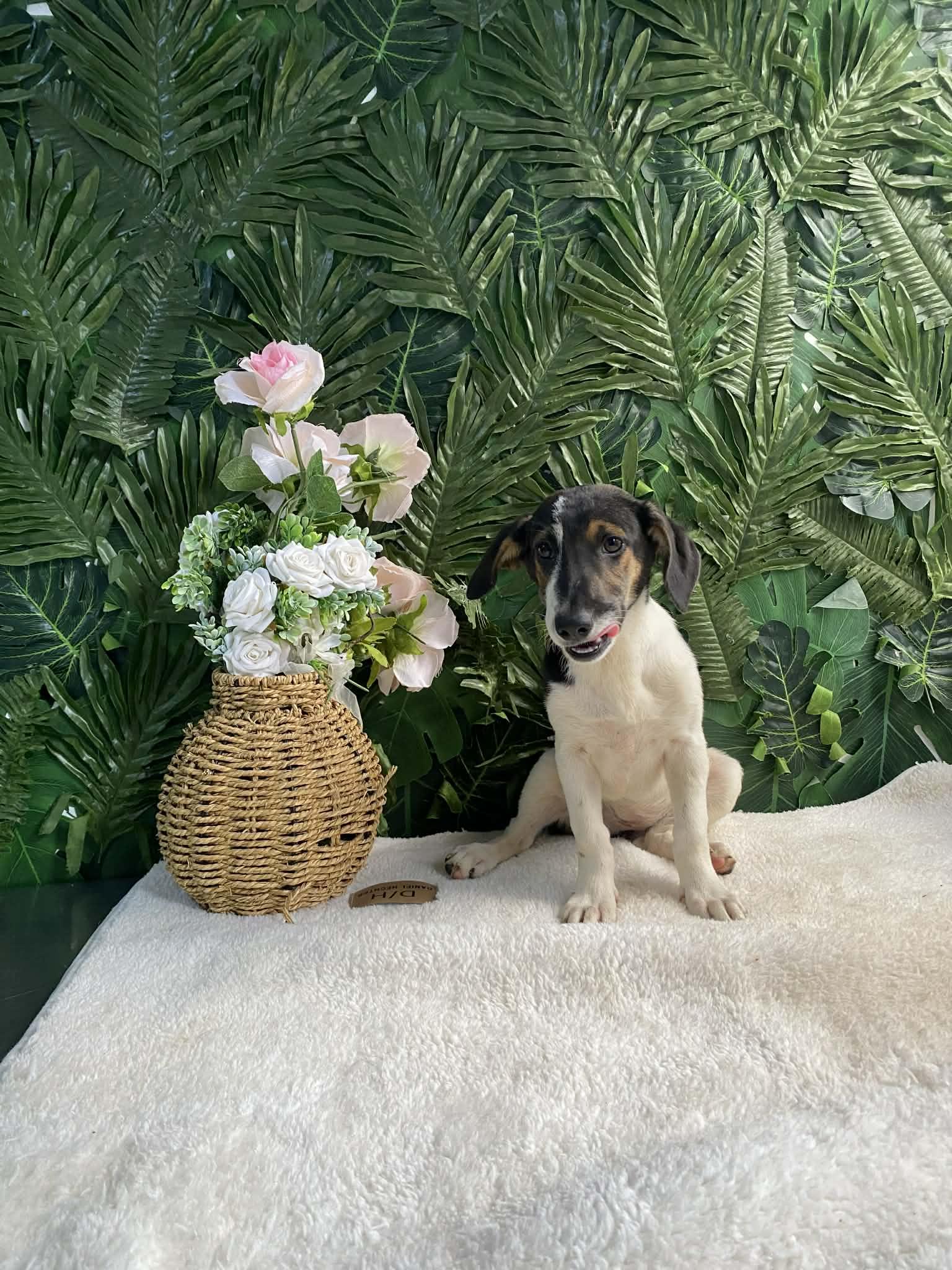 Enlarge Little, an adopted Mixed Breed in Rodney, ON image 2/2