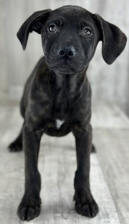 Enlarge Abby, a Adoptable mixed breed in Shreveport, LA image 1/2
