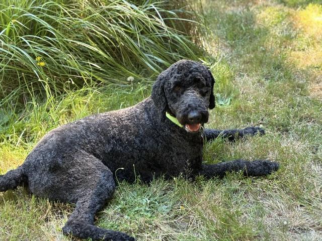 Enlarge INDIO, a Adoptable Labradoodle in Puyallup, WA image 4/4