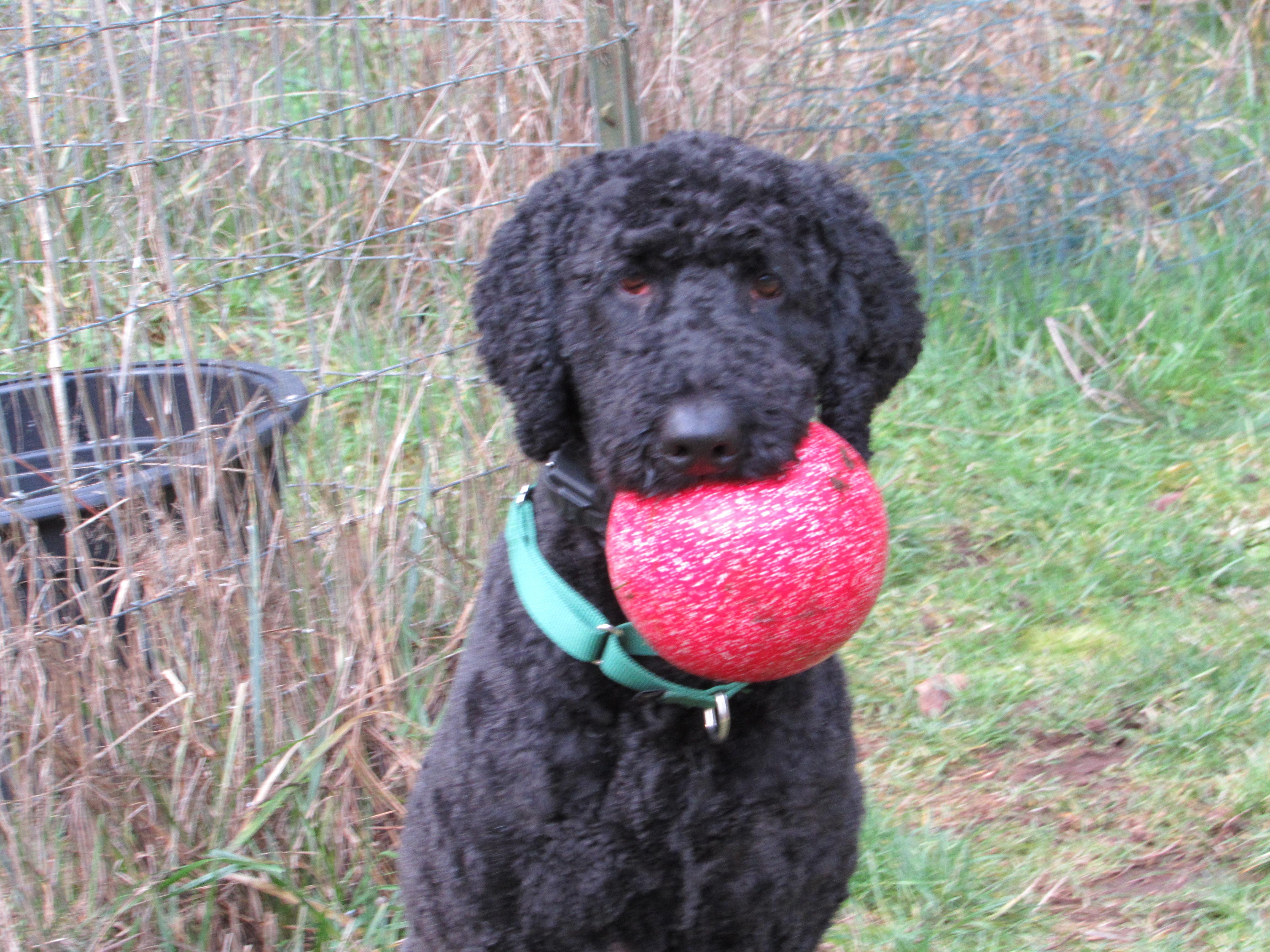 Enlarge INDIO, a Adoptable Labradoodle in Puyallup, WA image 3/4