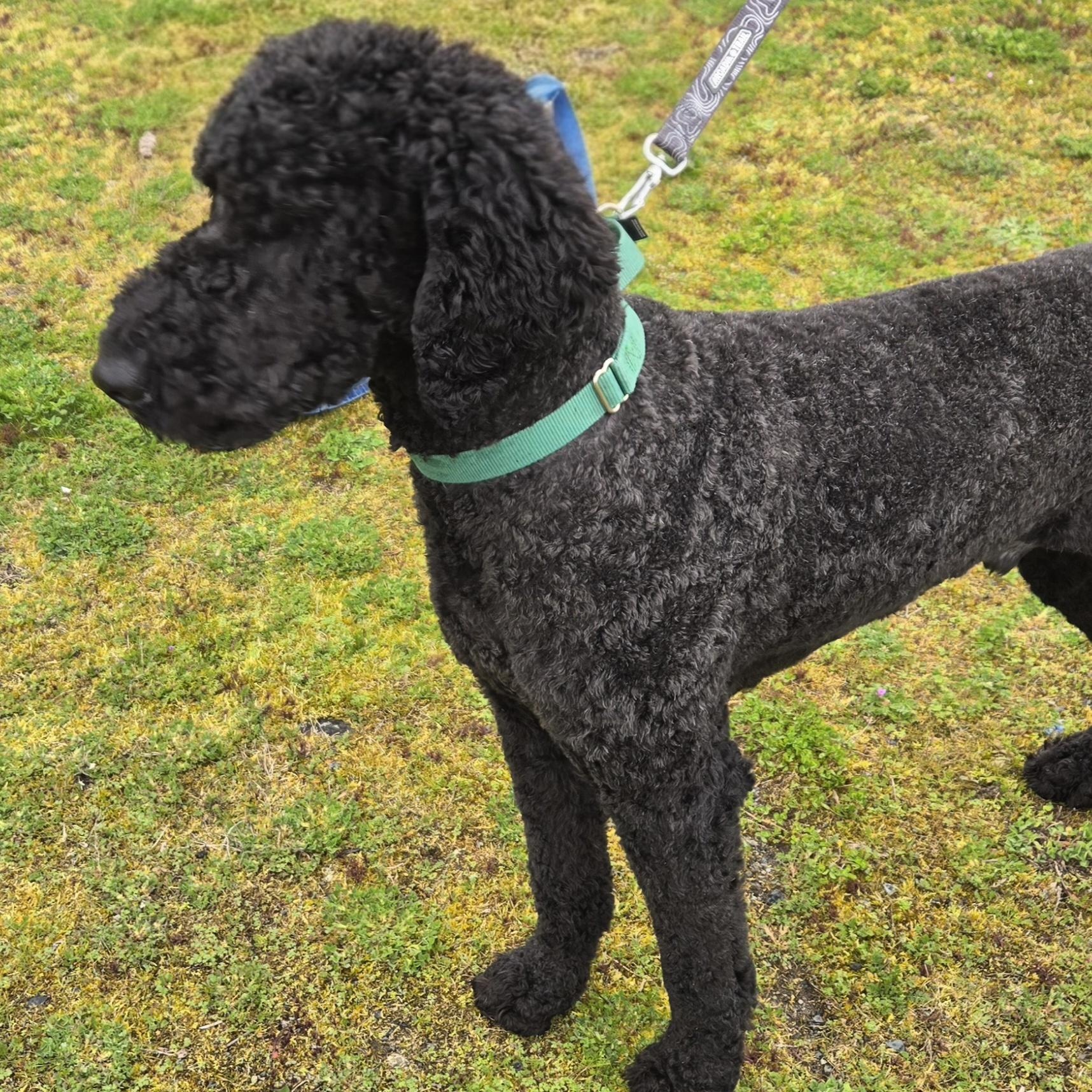 Enlarge INDIO, a Adoptable Labradoodle in Puyallup, WA image 2/4