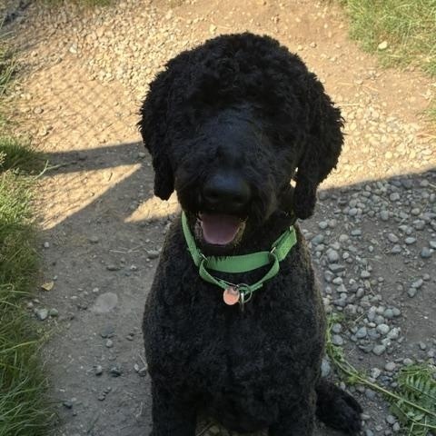 INDIO, Adoptable, Young Male Labradoodle.