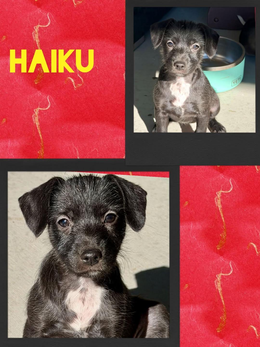 Haiku, Adoptable, Puppy Male Mixed Breed.