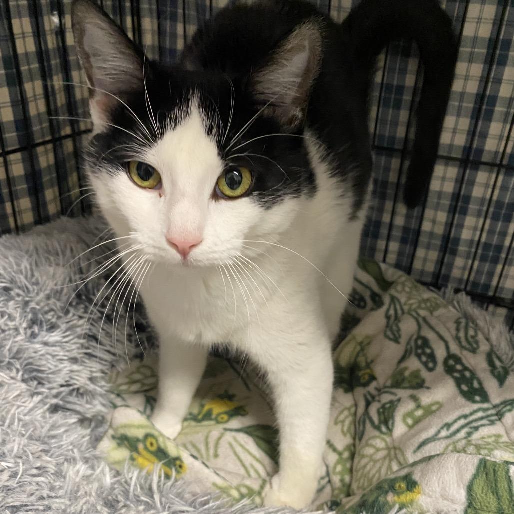 26-61 Juliet, Adoptable, Adult Female Domestic Short Hair.
