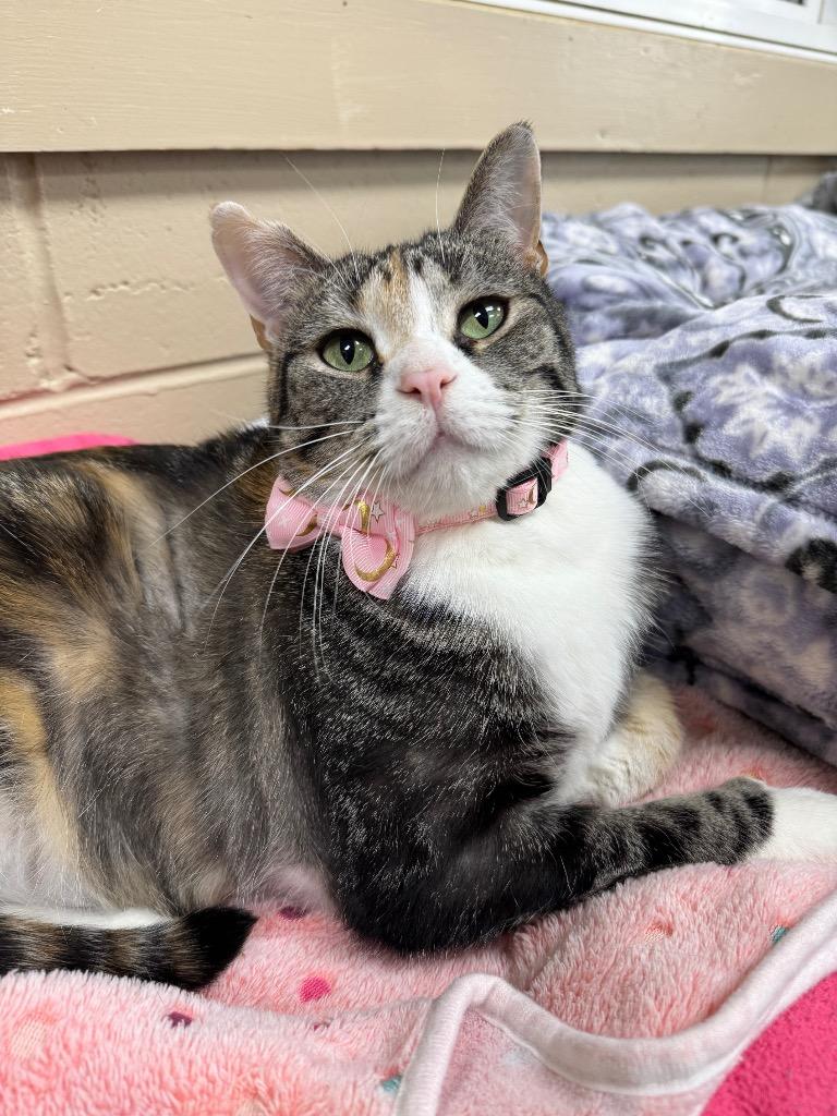 Sesame, Adoptable, Adult Female Domestic Short Hair.