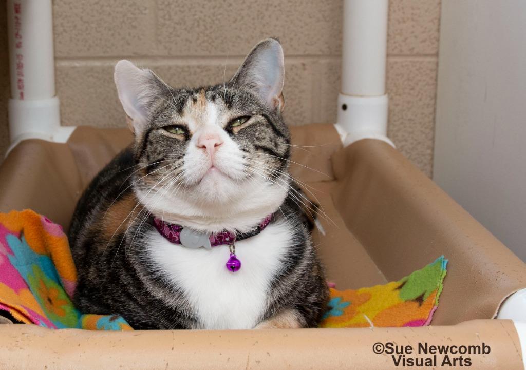 Enlarge Sesame, a Adoptable mixed breed in Shorewood, IL image 2/6