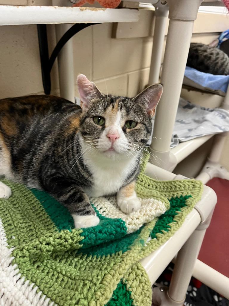 Enlarge Sesame, a Adoptable mixed breed in Shorewood, IL image 3/6