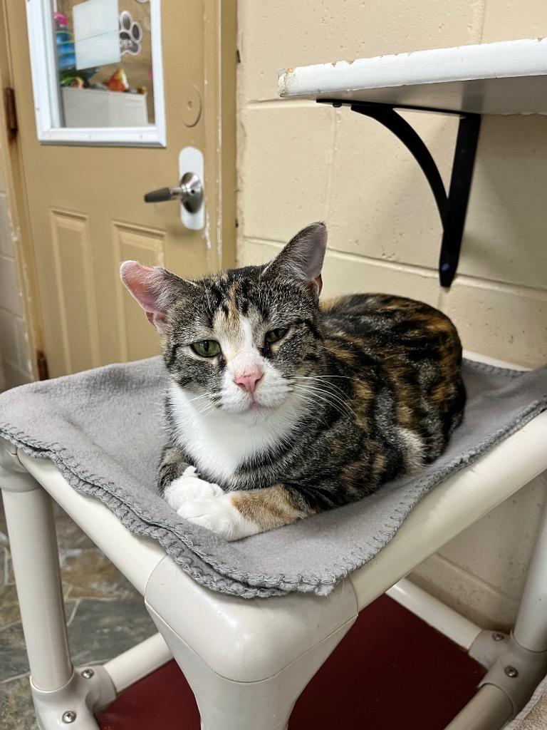 Enlarge Sesame, a Adoptable mixed breed in Shorewood, IL image 4/6