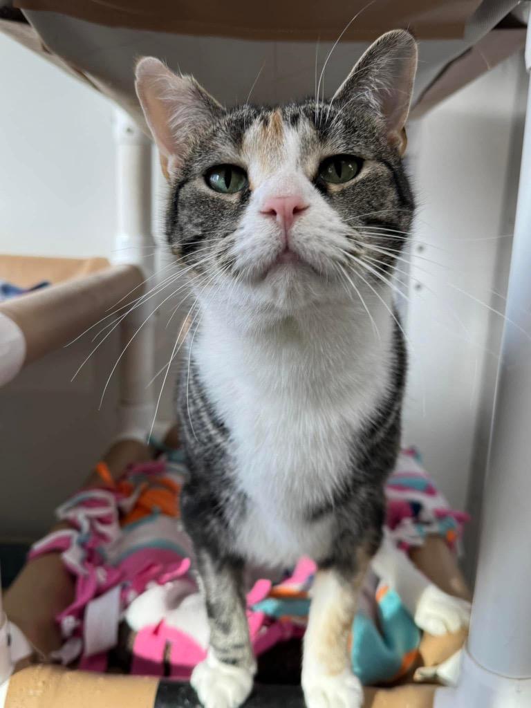 Enlarge Sesame, a Adoptable mixed breed in Shorewood, IL image 5/6