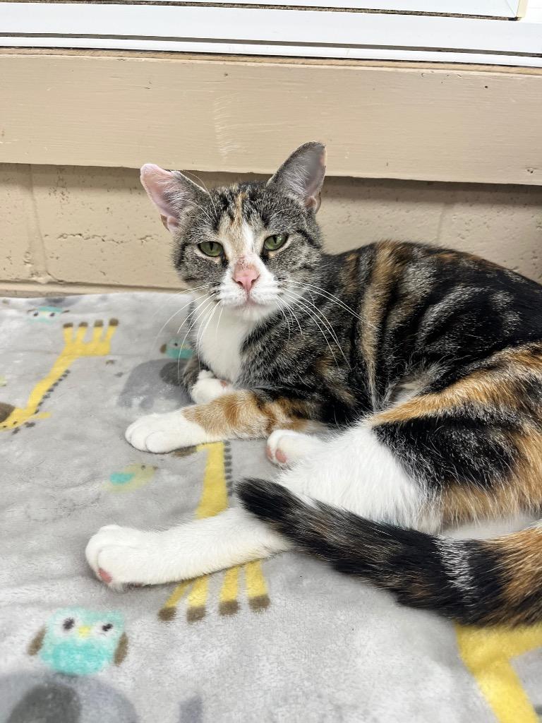 Sesame — thumbnail 6