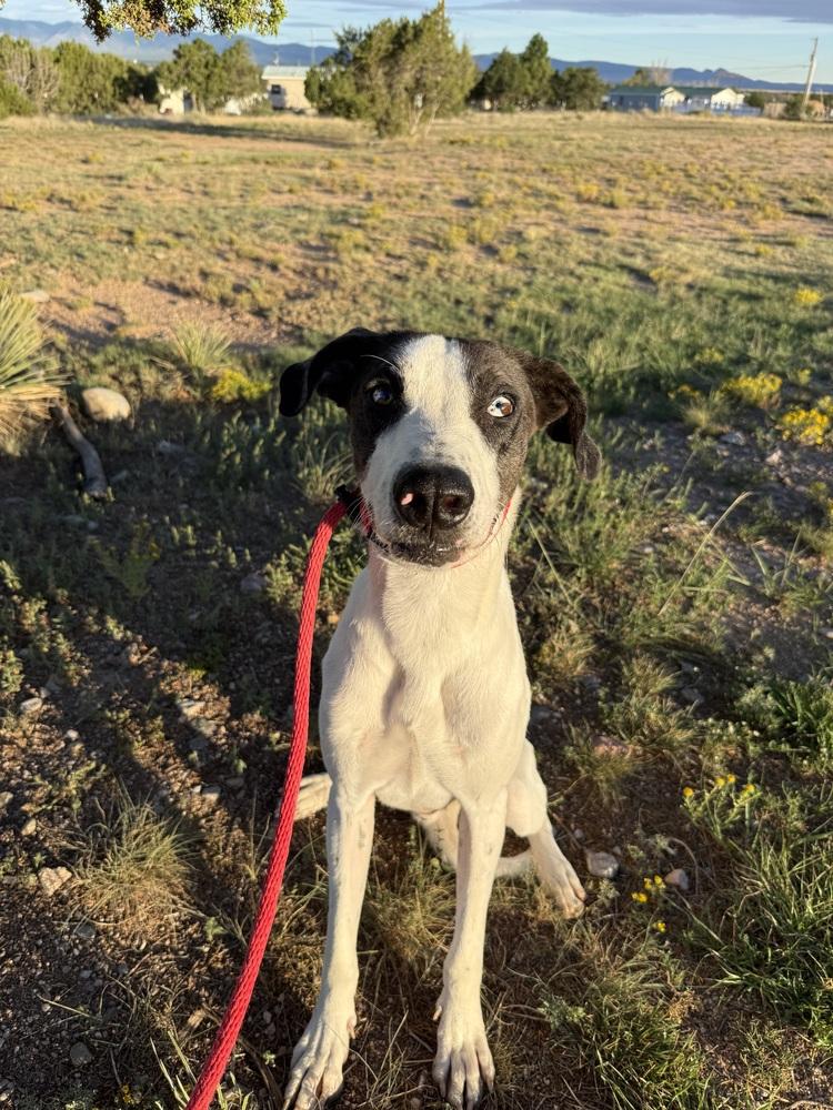 Clyde, Adoptable, Adult Male Great Dane & Greyhound.