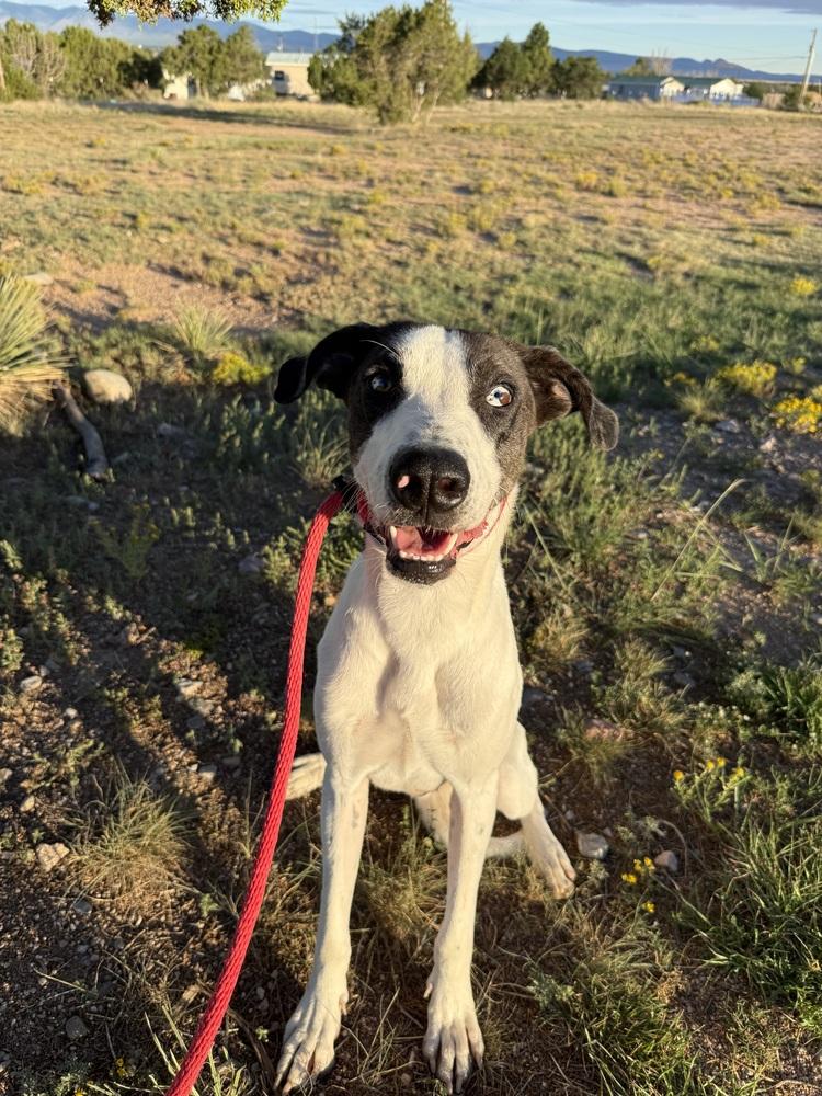 Enlarge Clyde, a Adoptable mixed breed in Mountainair, NM image 2/3