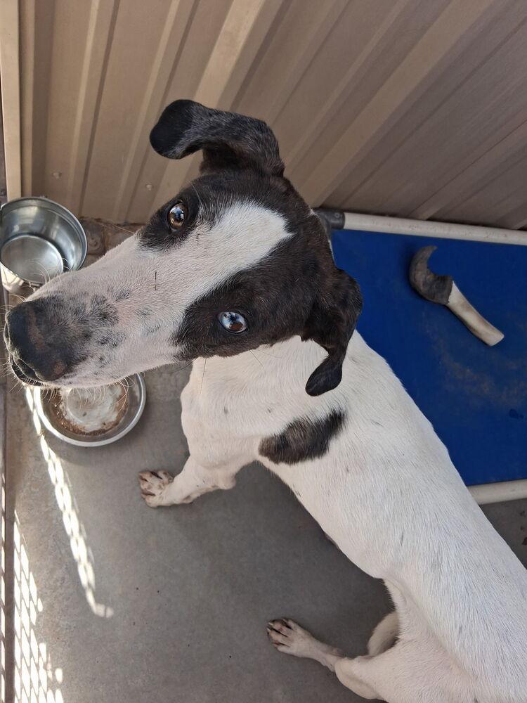 Enlarge Clyde, a Adoptable mixed breed in Mountainair, NM image 3/3