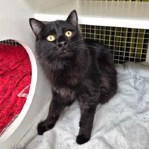 Shade, an adopted Domestic Medium Hair in Salt Lake City, UT image 4/4