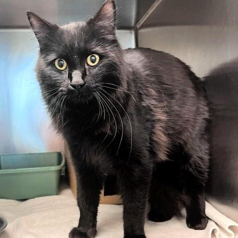 Shade, an adopted Domestic Medium Hair in Salt Lake City, UT image 2/4