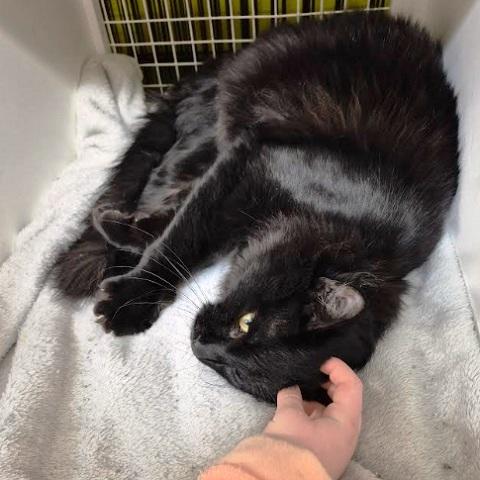 Shade, an adopted Domestic Medium Hair in Salt Lake City, UT image 3/4