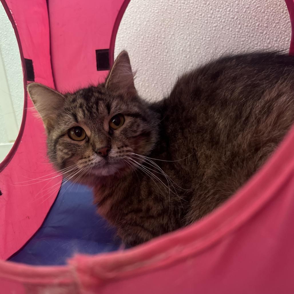 Sashimi, Adoptable, Young Female Domestic Long Hair.