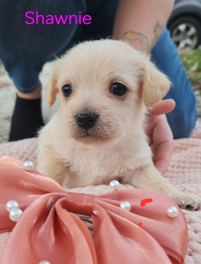 Shawnee, Adoptable, Puppy Female Poodle & Boston Terrier.