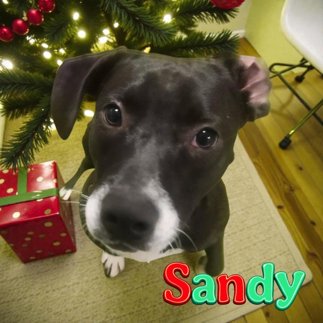 Enlarge Sandy, a Adoptable Black Labrador Retriever in Muncie, IN image 1/1
