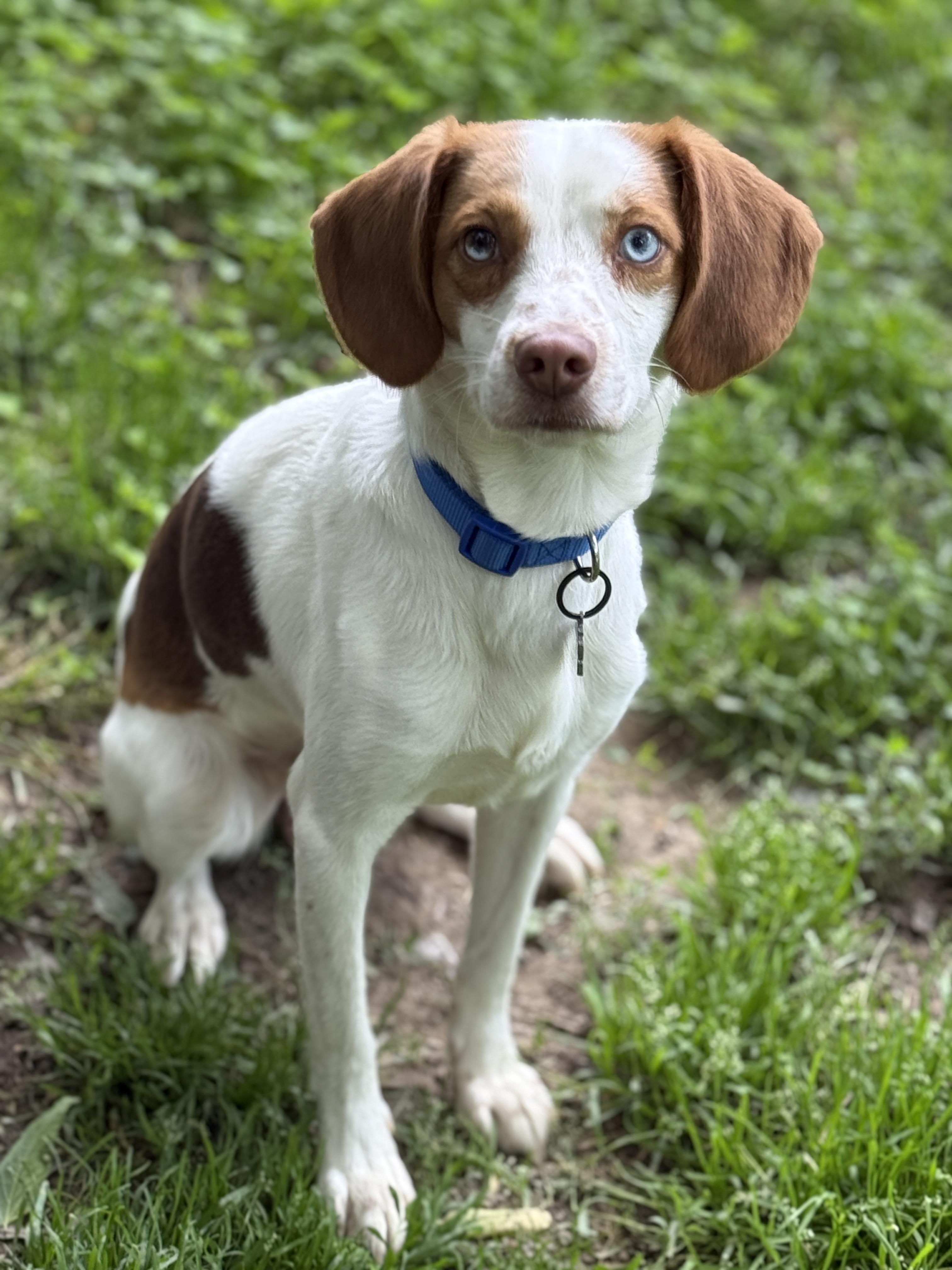 Toffee, an adopted mixed breed in Jeffersonville, IN image 4/6