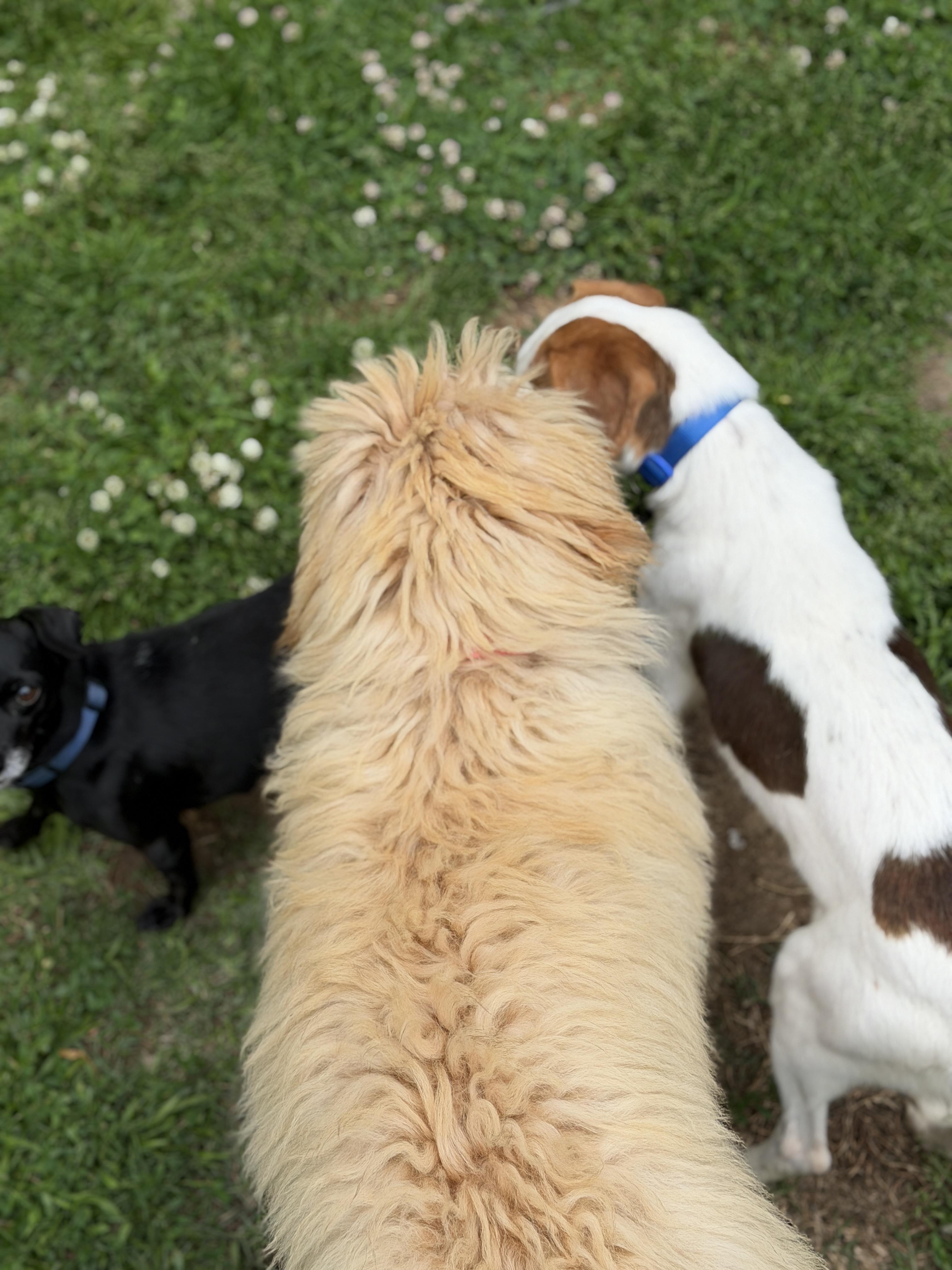 Toffee, an adopted mixed breed in Jeffersonville, IN image 2/6