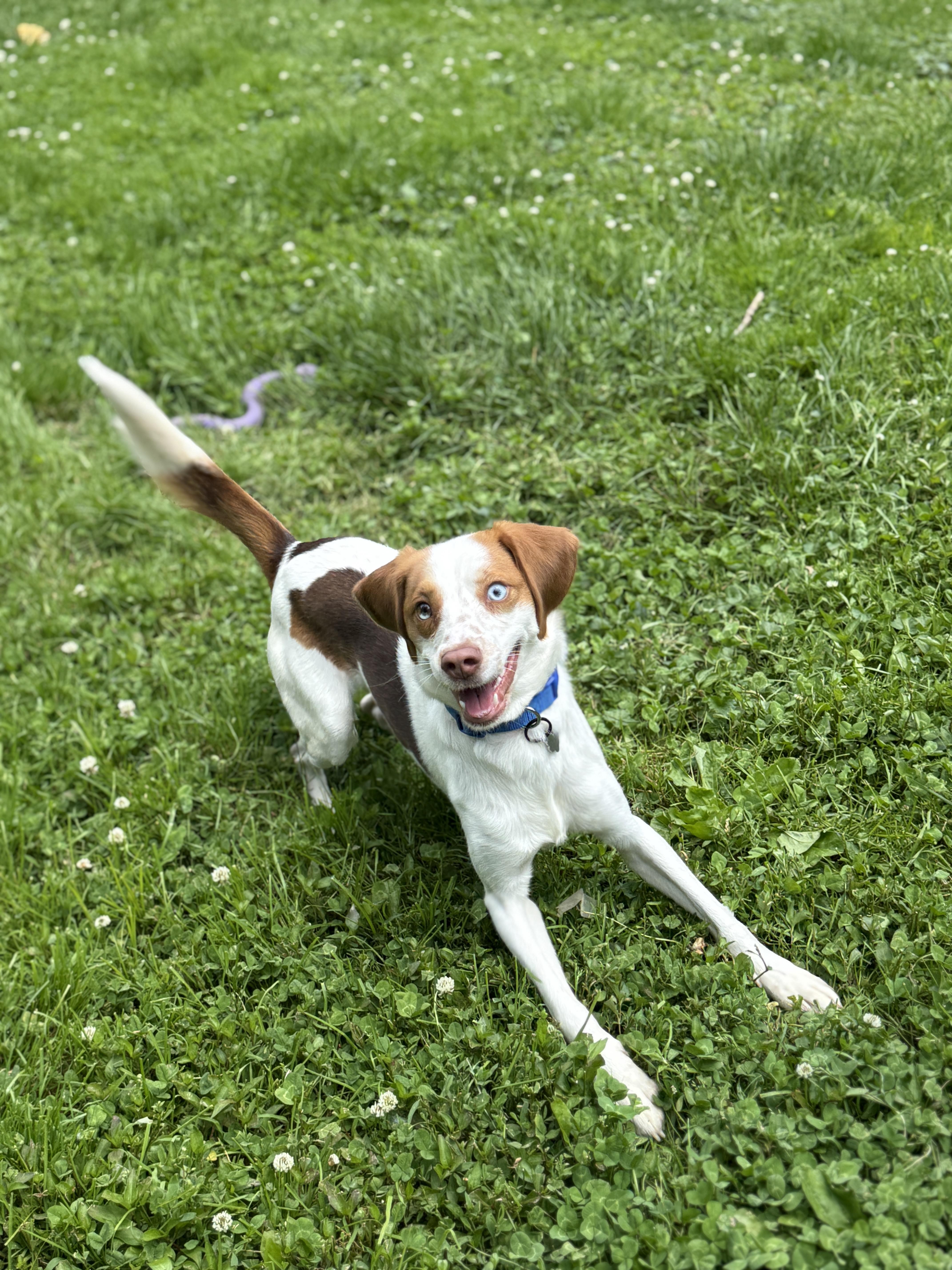 Toffee, an adopted mixed breed in Jeffersonville, IN image 3/6