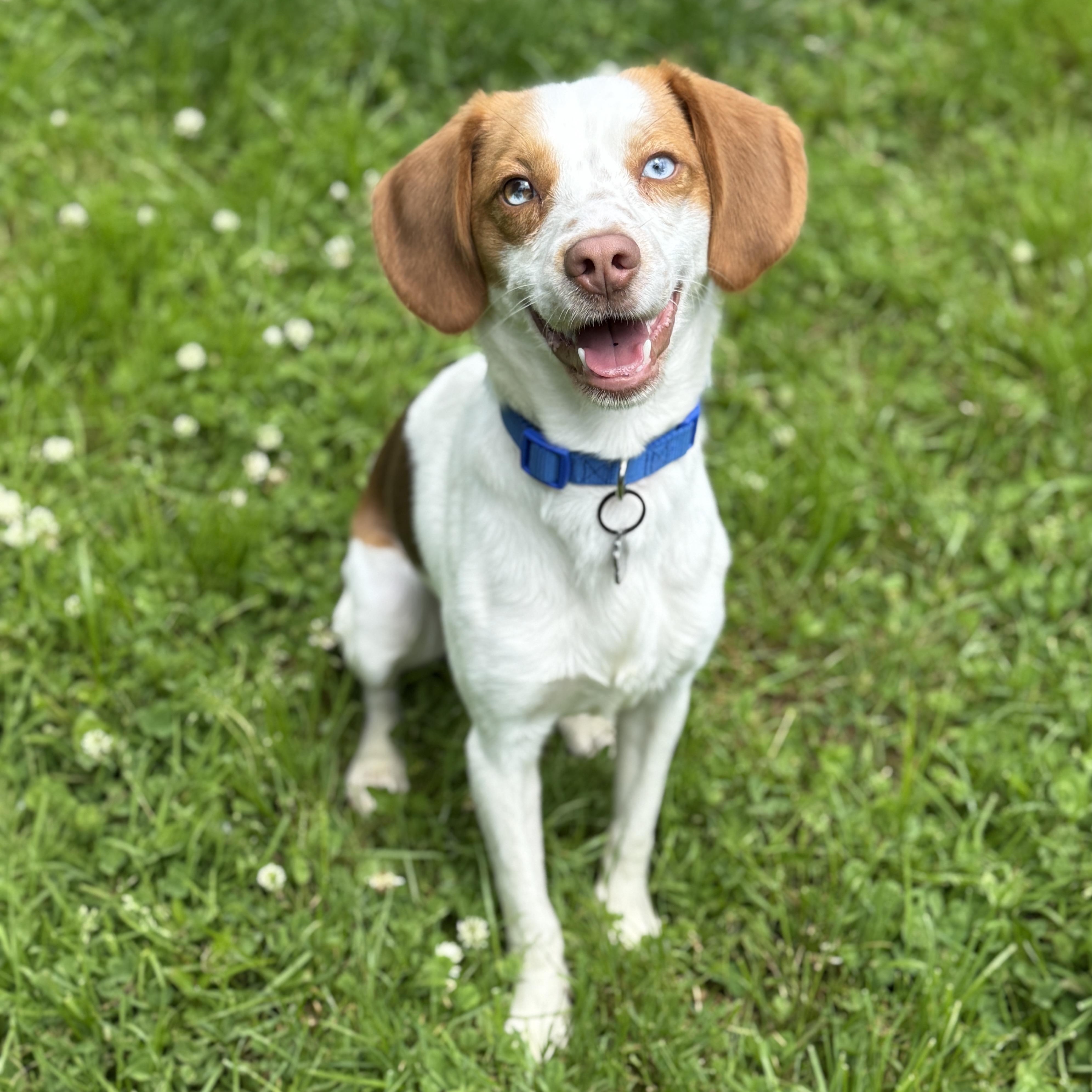 Toffee, adopted, Puppy Male Beagle & Brittany Spaniel.