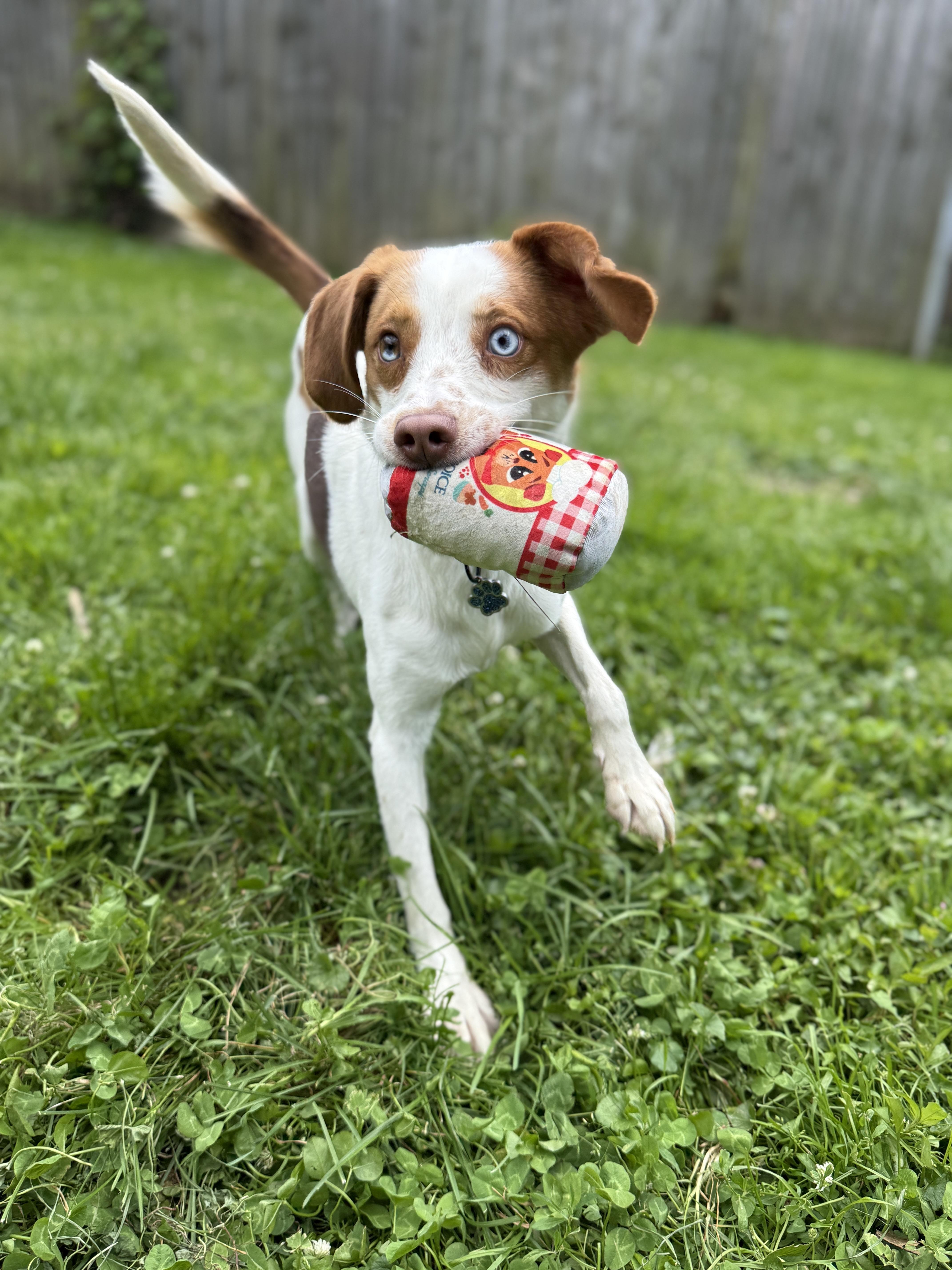 Toffee, an adopted mixed breed in Jeffersonville, IN image 5/6