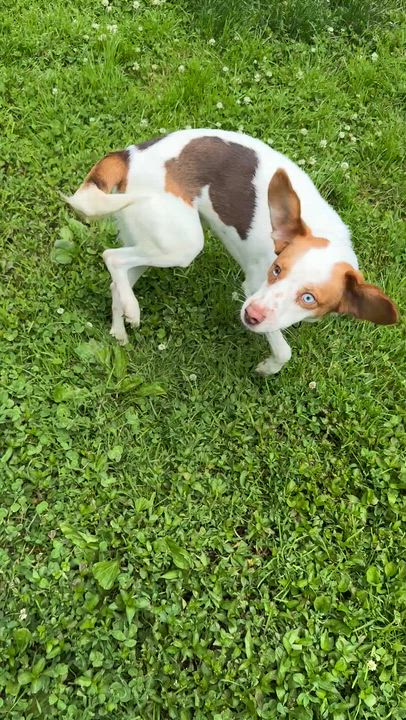 Enlarge Toffee, an adopted mixed breed in Jeffersonville, IN video 6/6