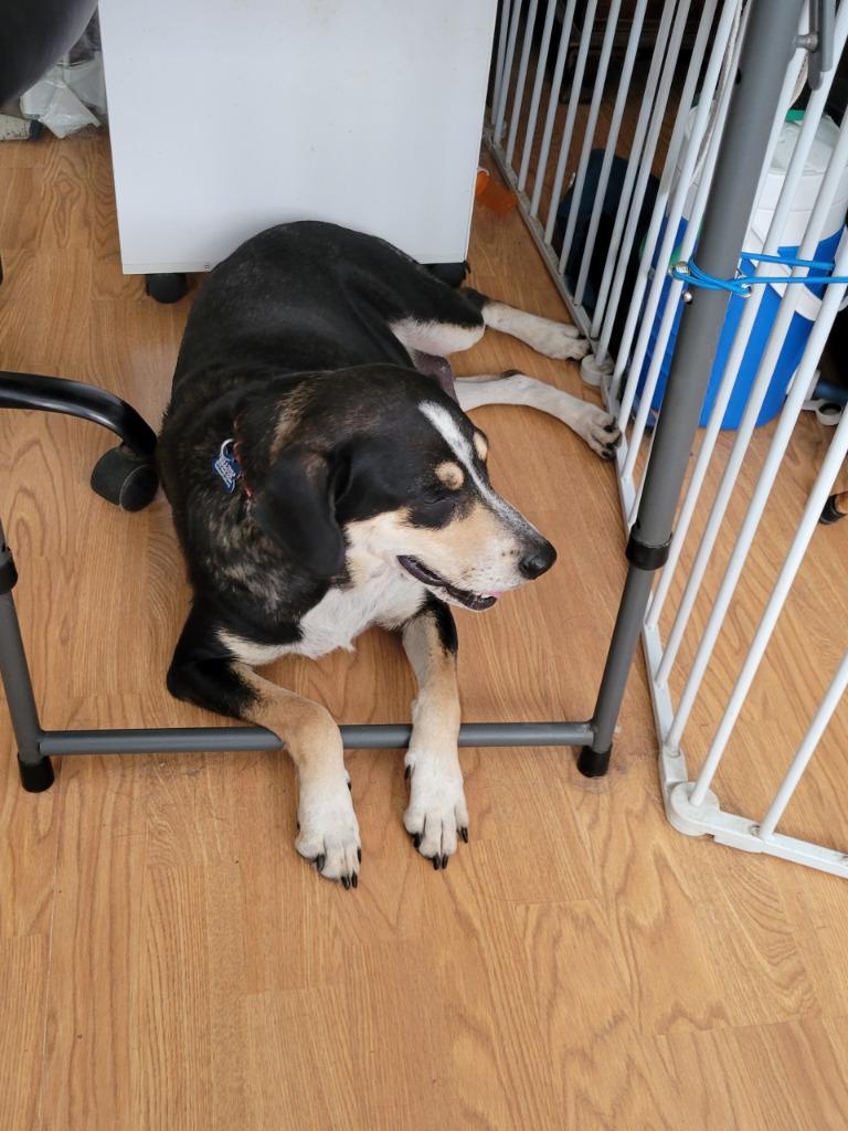 Enlarge Meg, a Adoptable mixed breed in Indianapolis, IN image 1/1