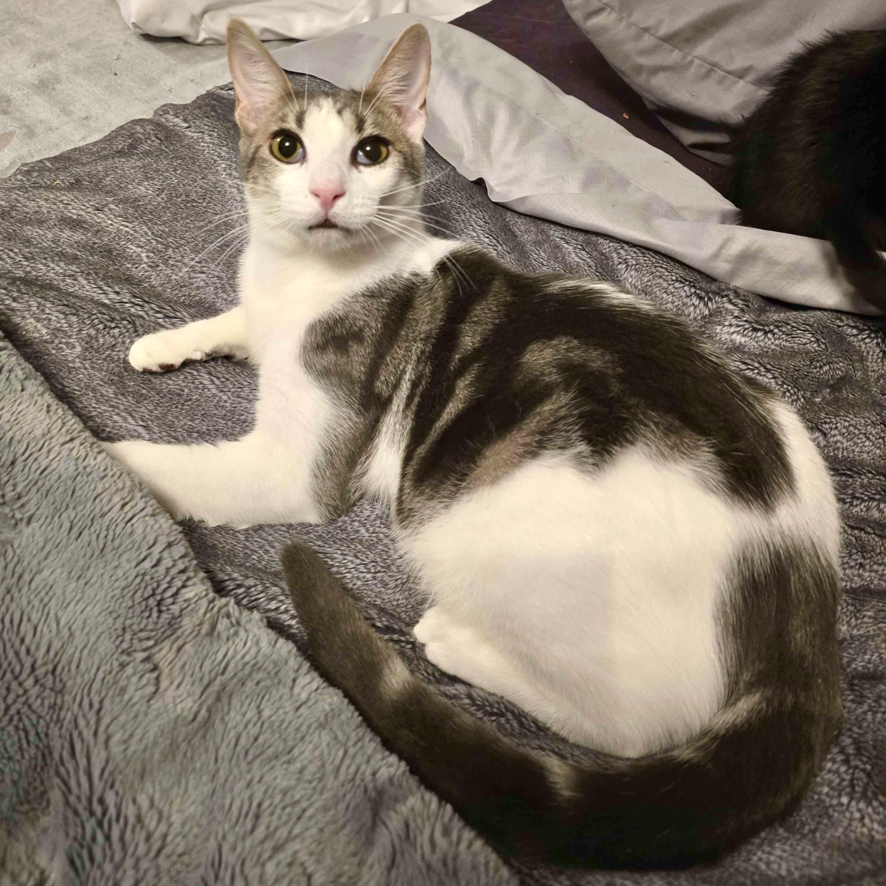 Enlarge Doby, an adoptable mixed breed in Lacey, WA image 5/6