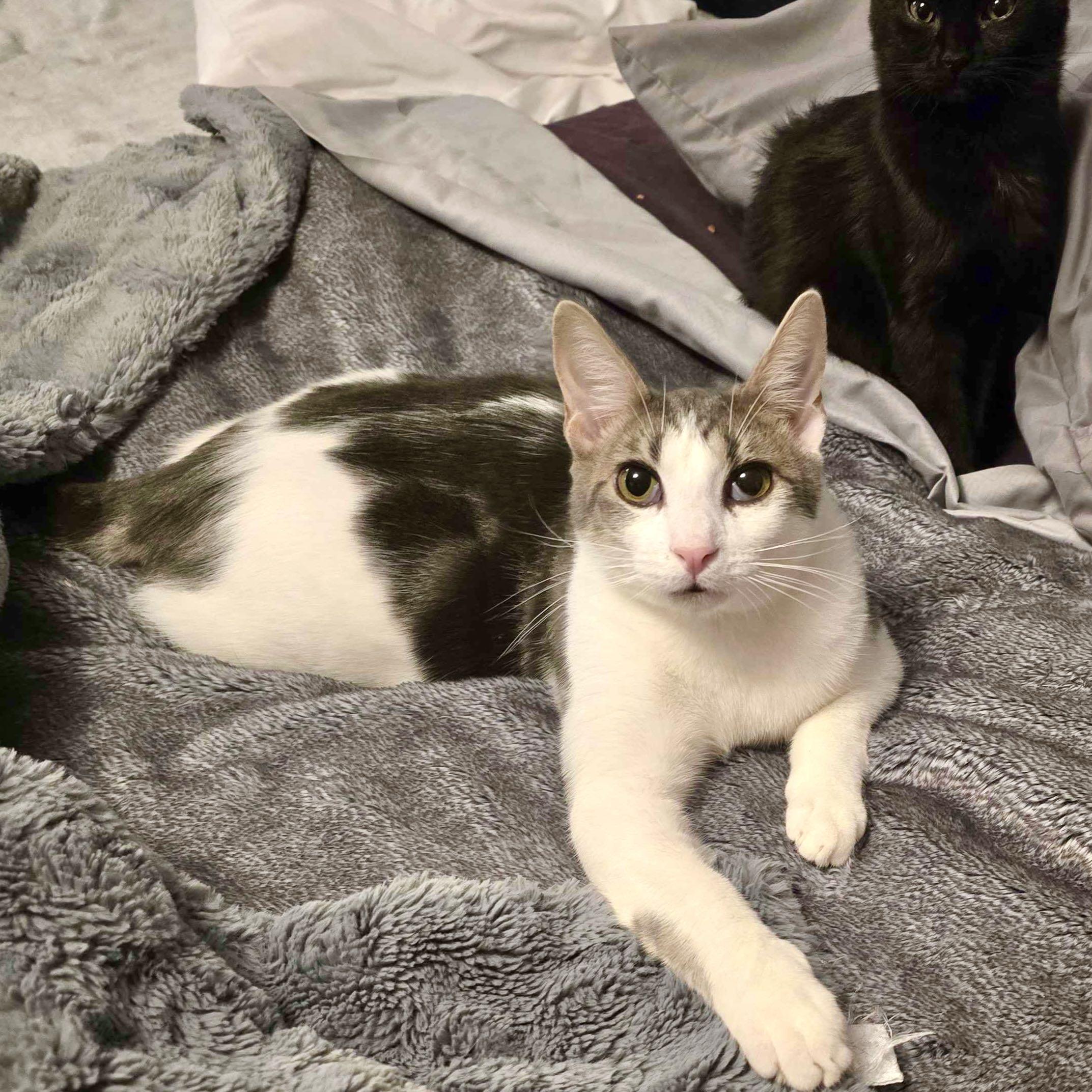 Enlarge Doby, an adoptable mixed breed in Lacey, WA image 6/6