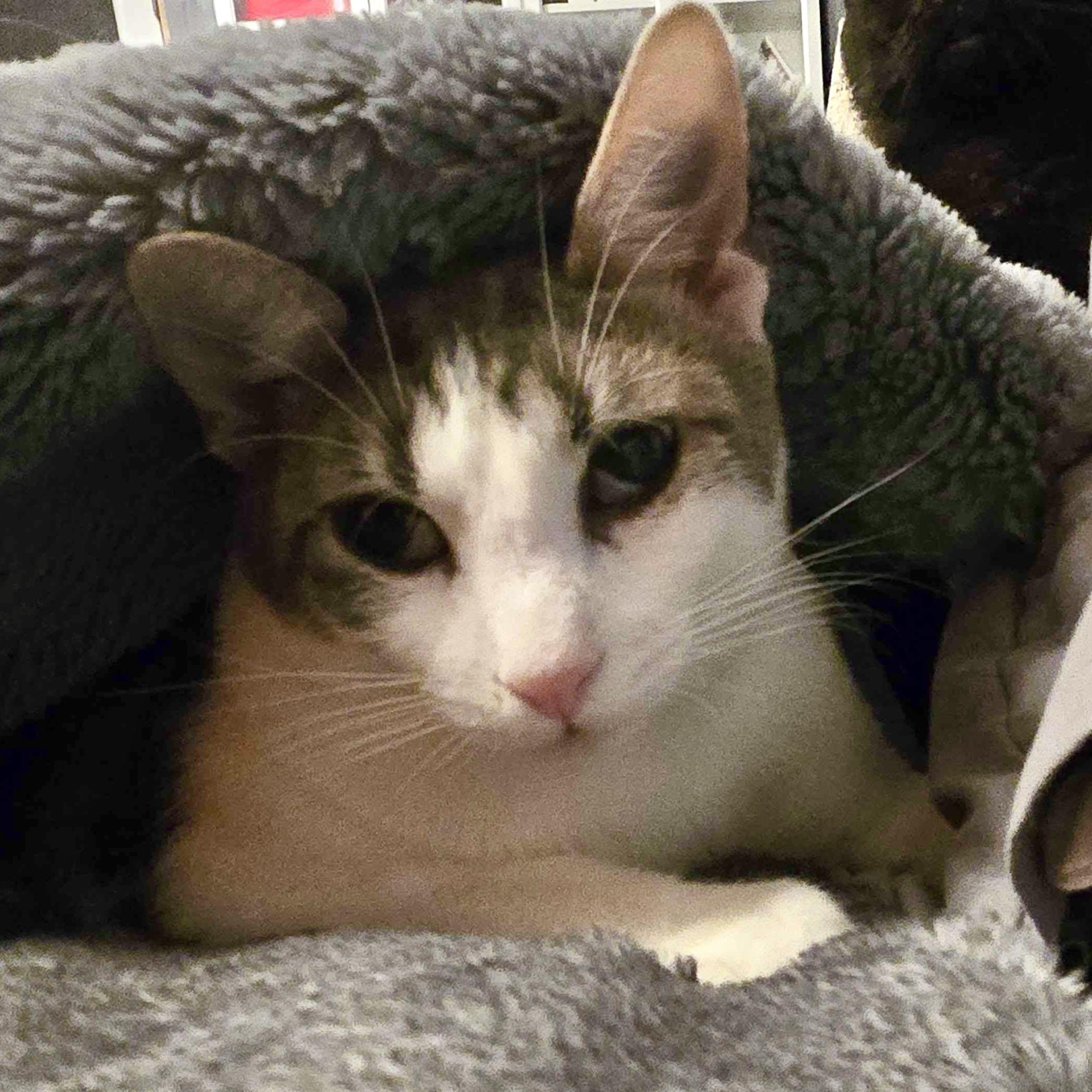 Enlarge Doby, an adoptable mixed breed in Lacey, WA image 3/6