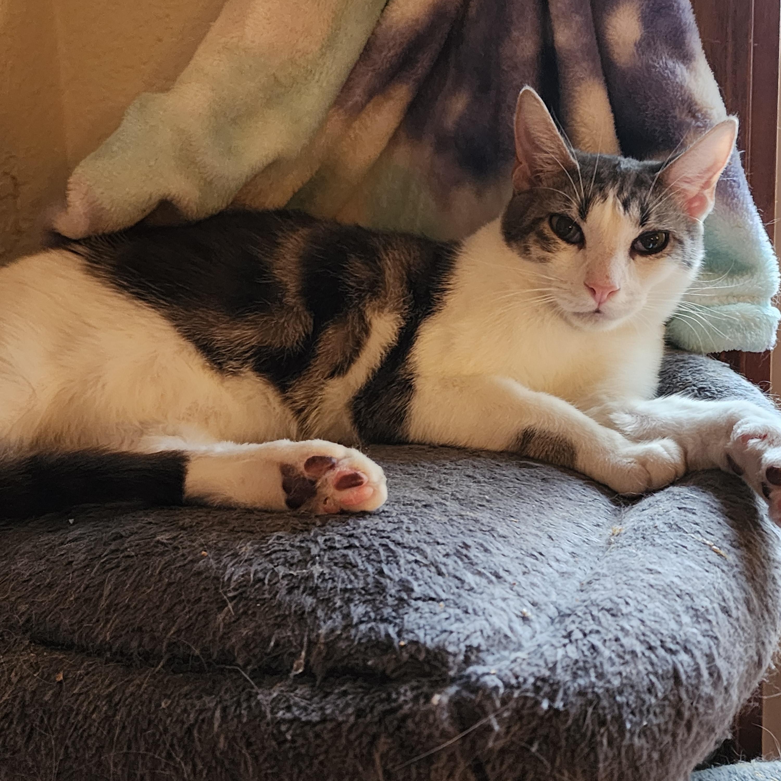 Enlarge Doby, an adoptable mixed breed in Lacey, WA image 2/6