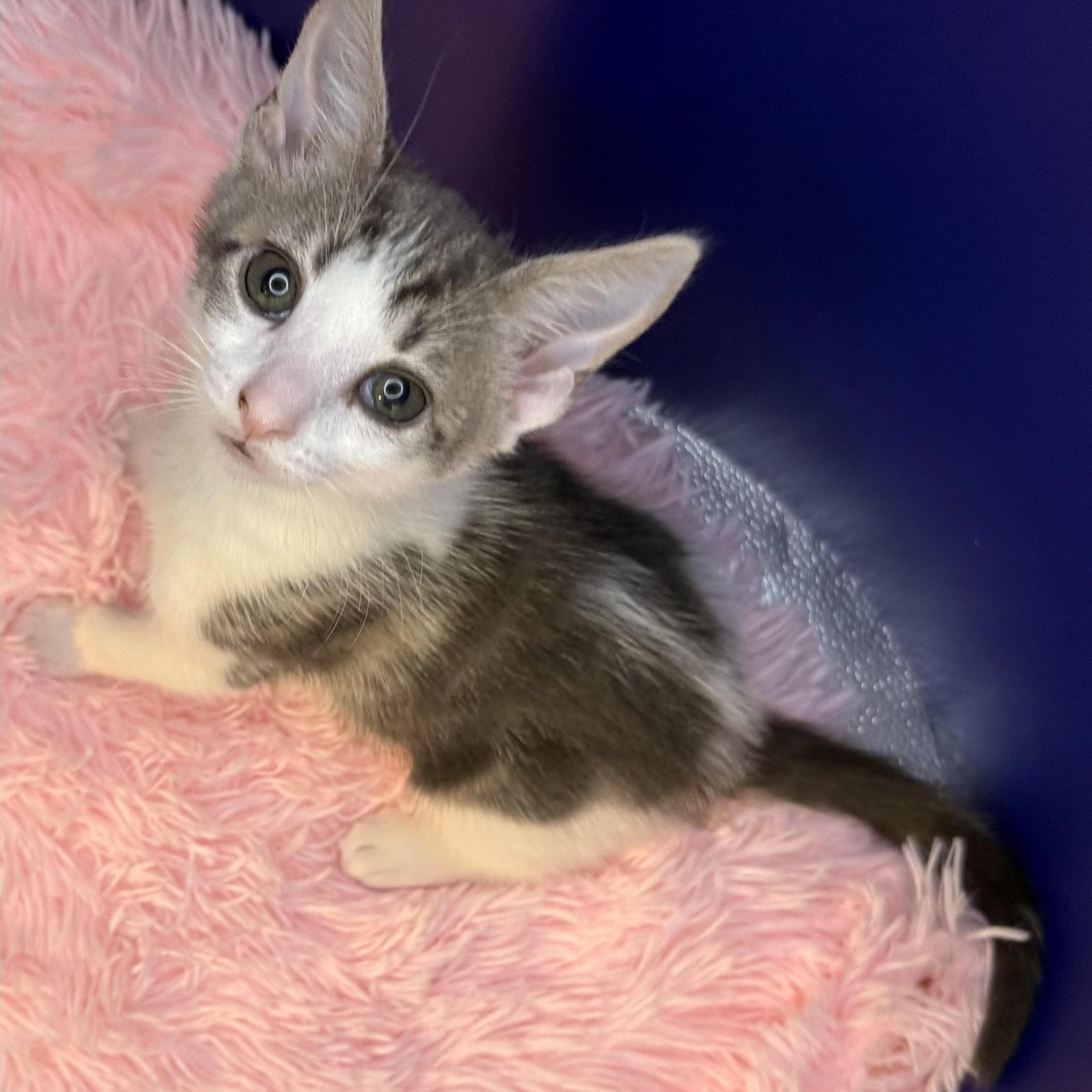 Doby, Adoptable, Kitten Male Domestic Short Hair & Tabby.