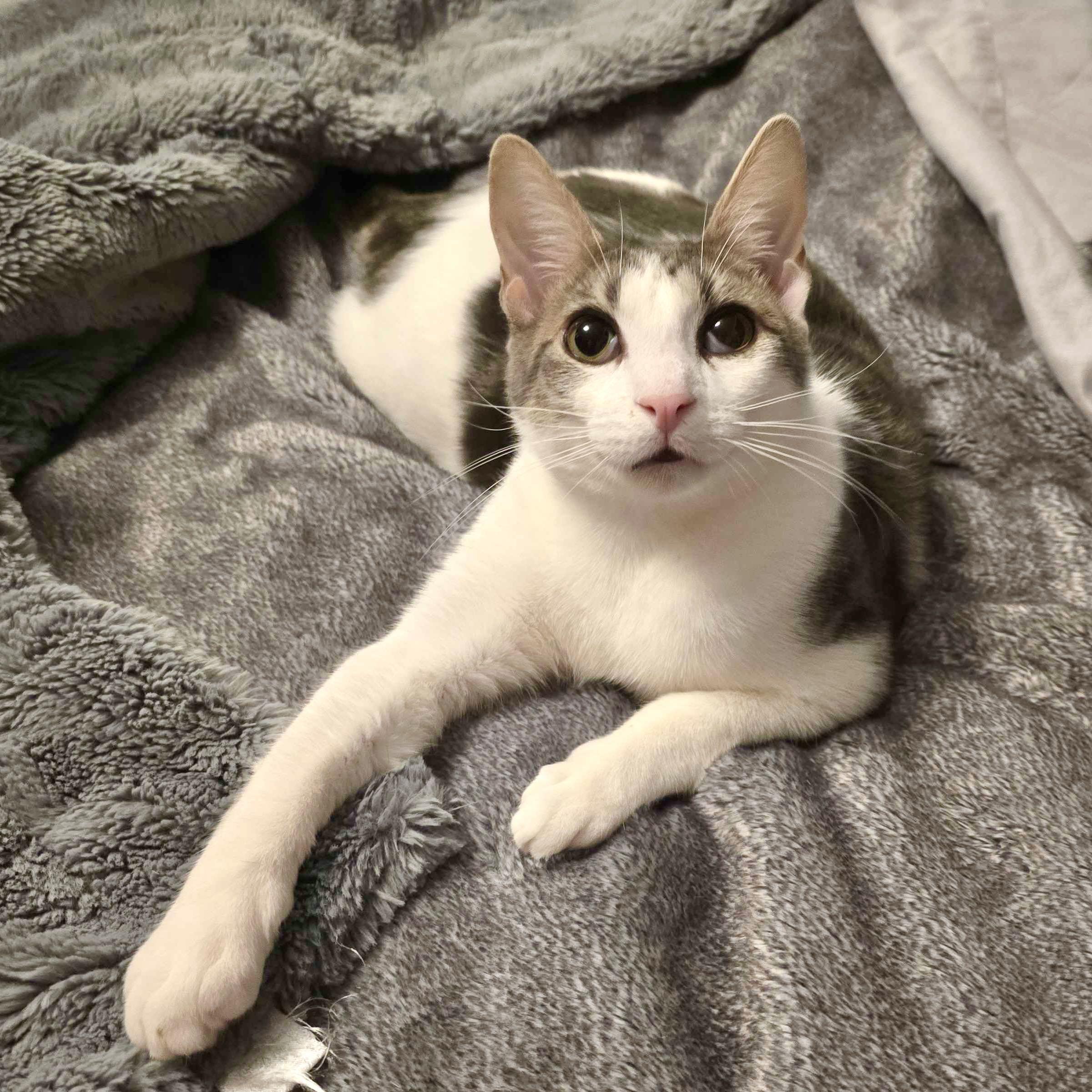 Doby, adoptable, Kitten Male Domestic Short Hair & Tabby.